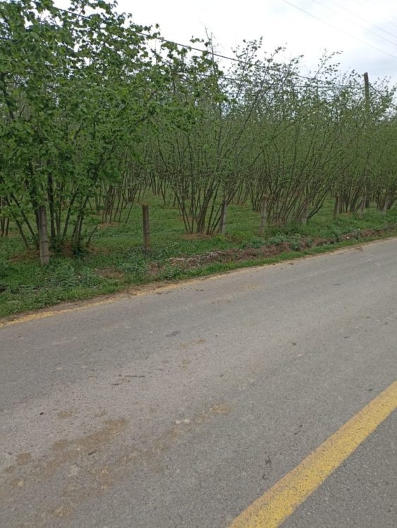 KÖY İÇİNDE MÜSTAKİL TAPULU İMARLI PARSELLER