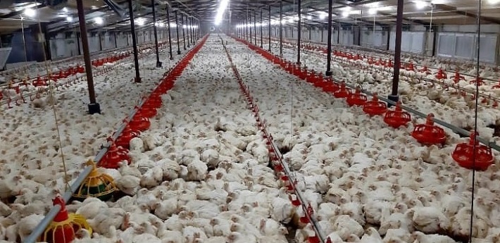 60 BİN TAVUK KAPASİTELİ FAAL DURUMDA SATILIK TAVUK CİFTLİĞİ