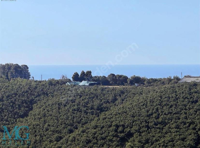 SAKARYA KOCAALİ DE SATILIK DENİZ MANZARALI FINDIK BAHÇESİ